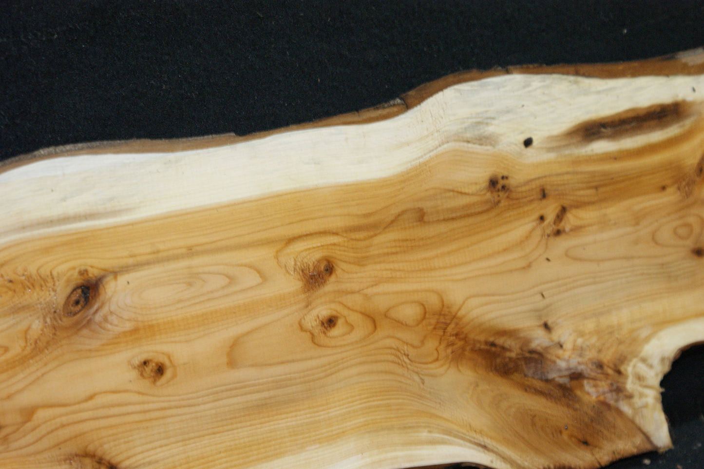 English Yew Shelf. (622)