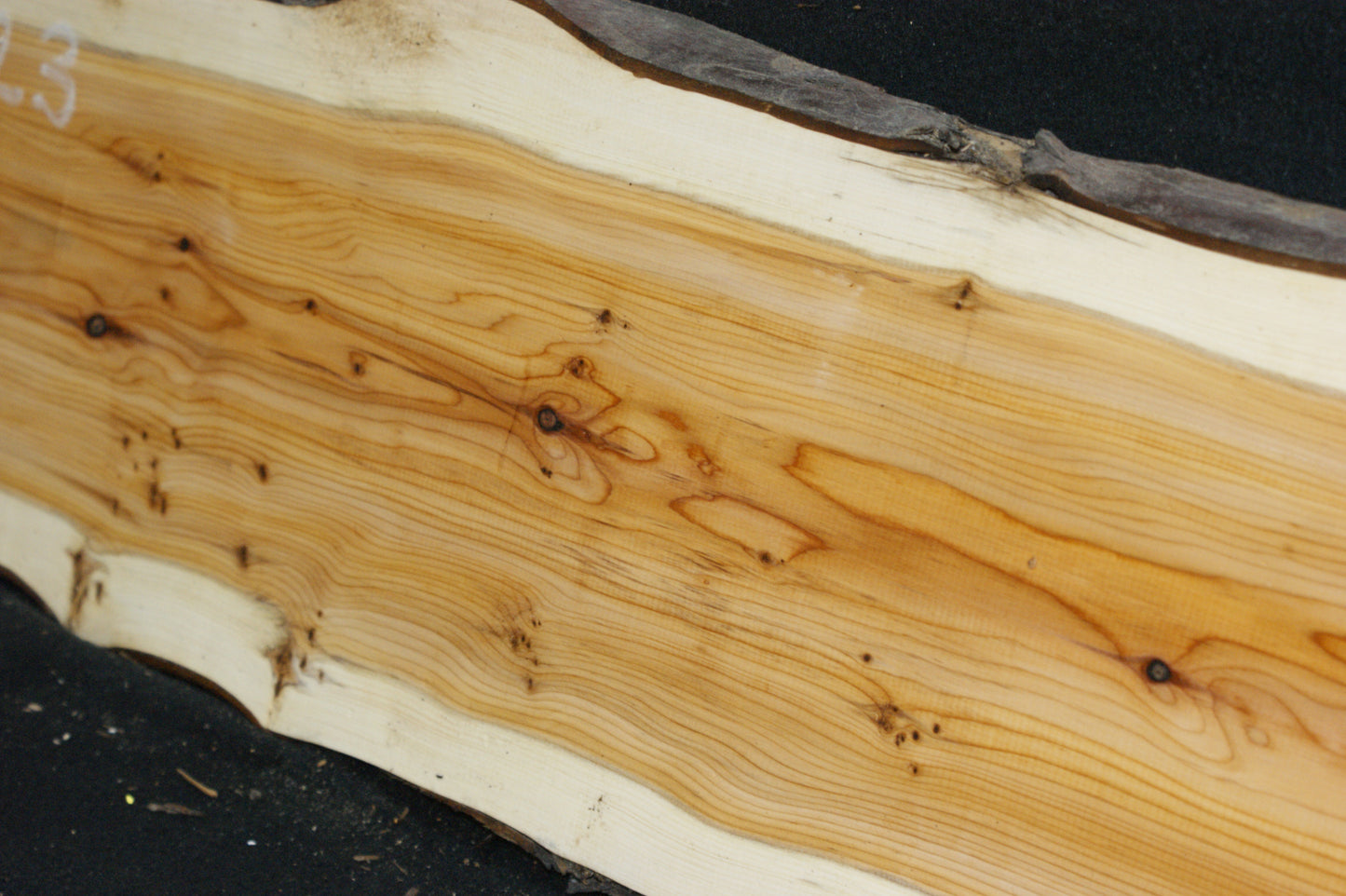 English Yew Shelf. (623)