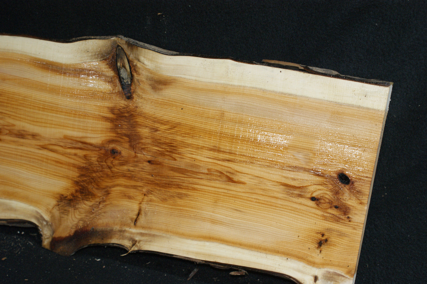 English Yew Shelf. (623)