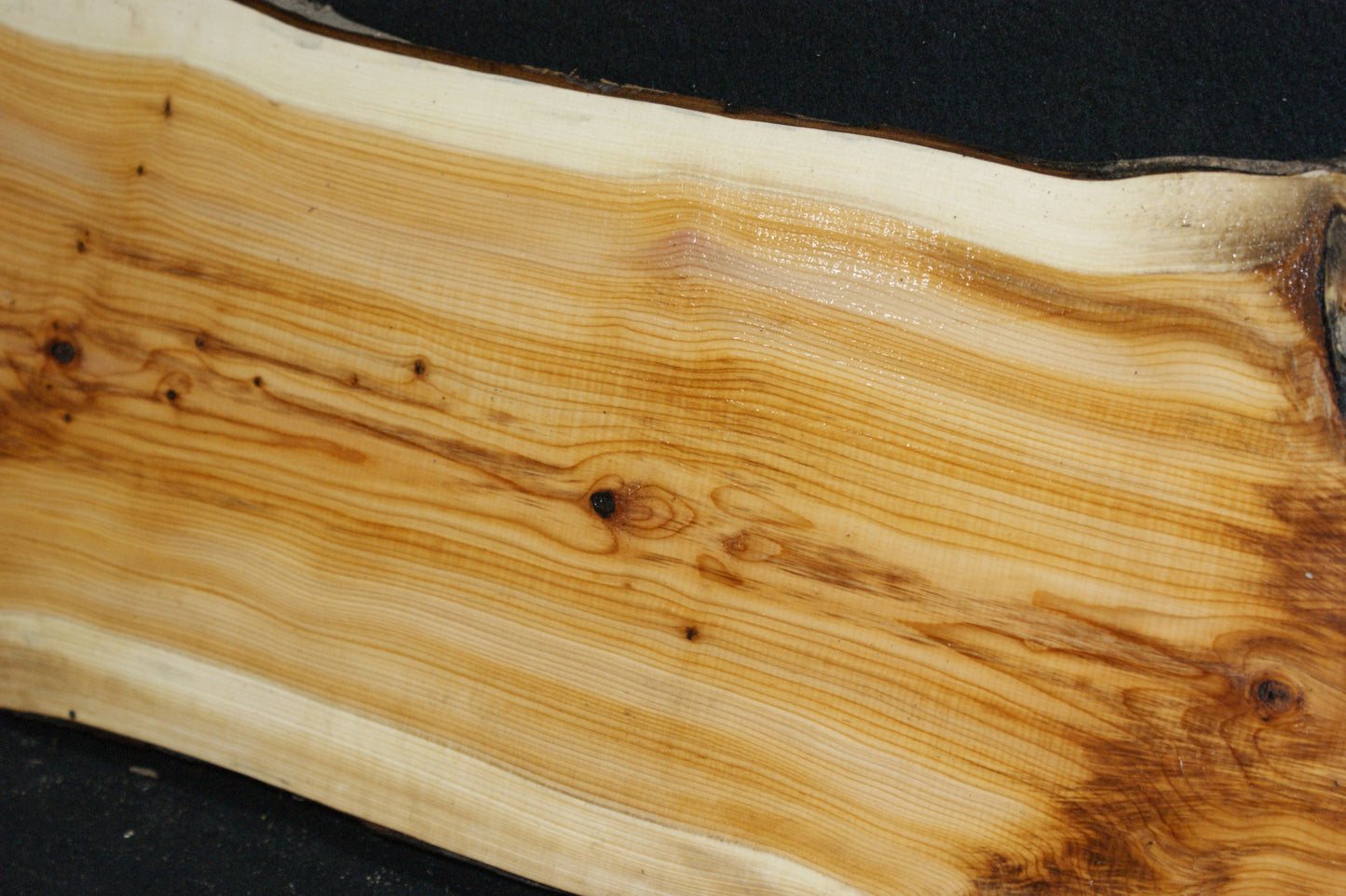 English Yew Shelf. (623)