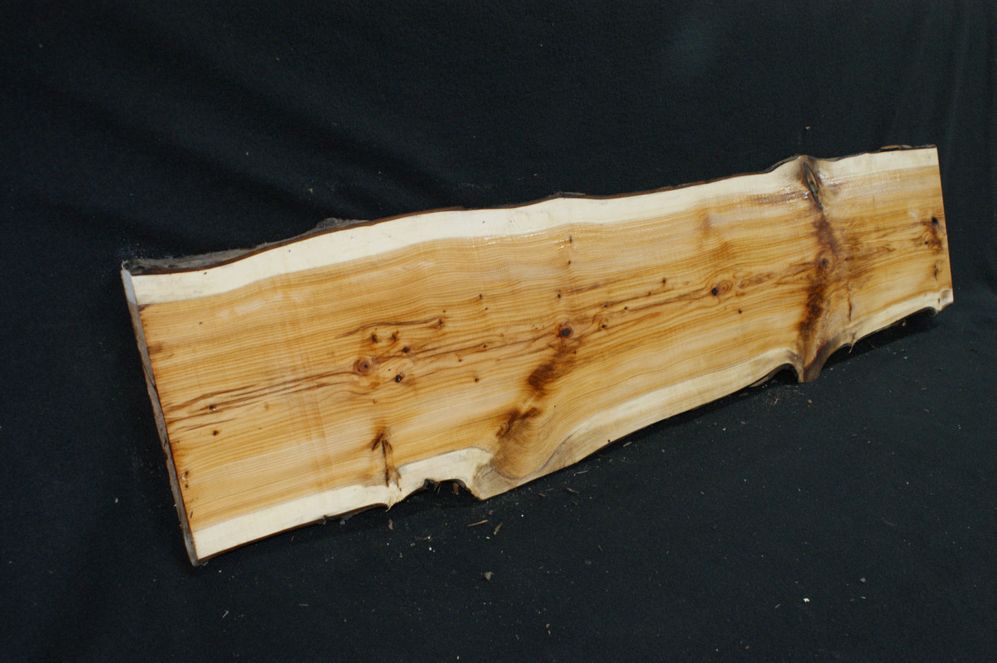 English Yew Shelf. (623)