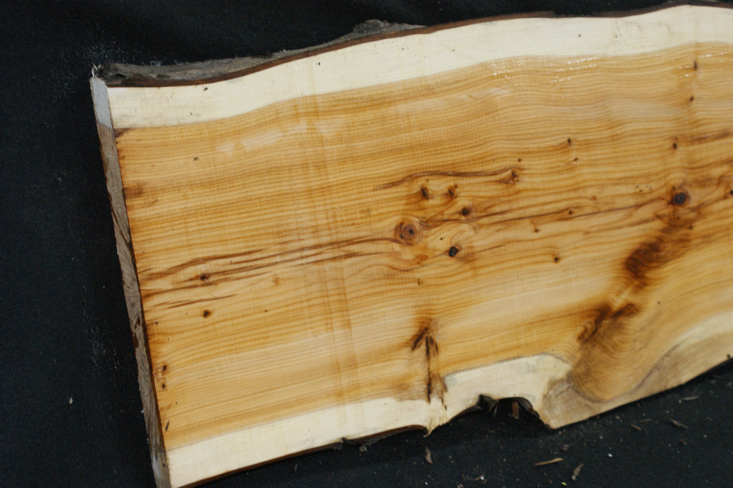 English Yew Shelf. (623)