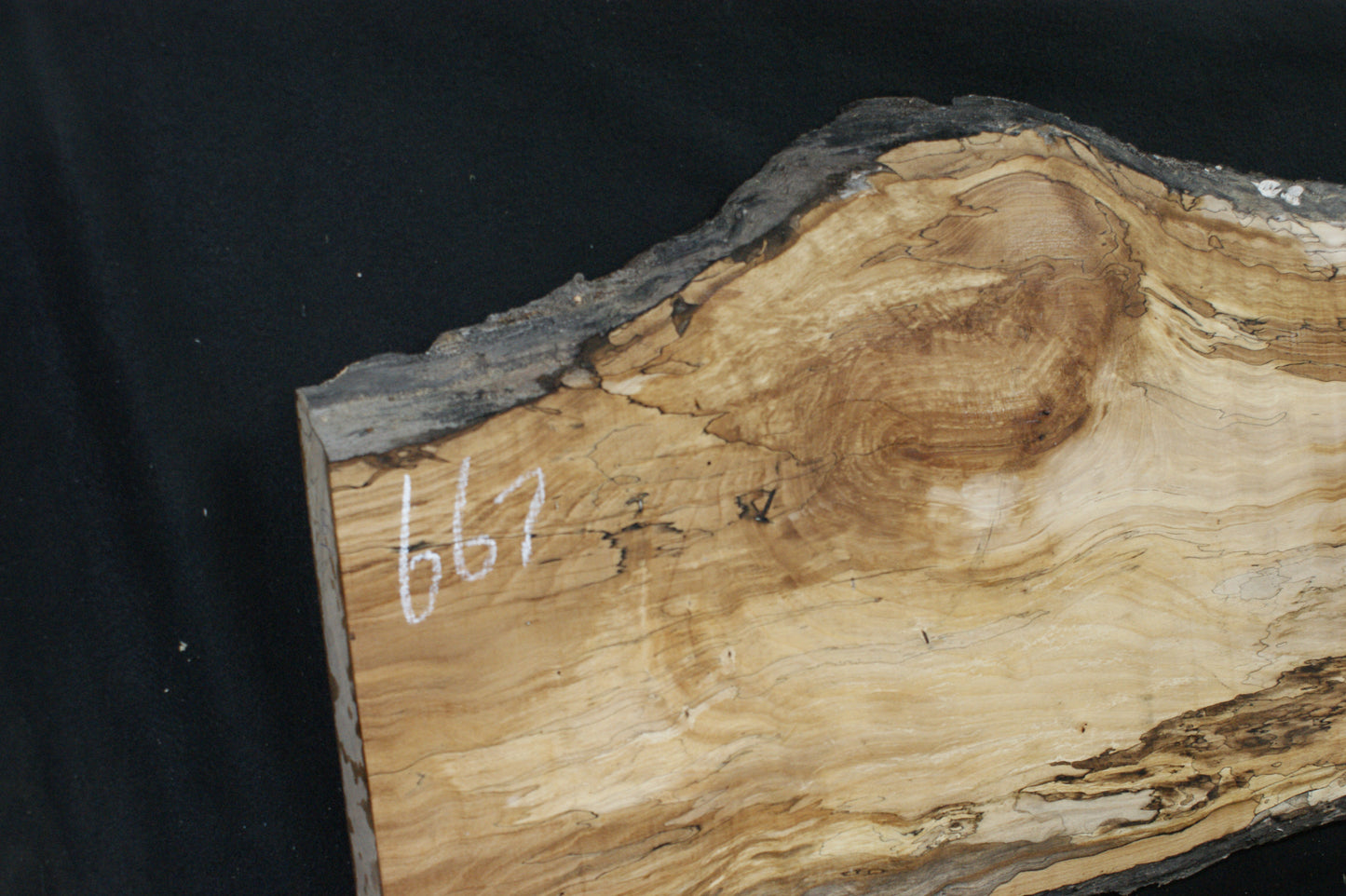 Spalted Beech (667)