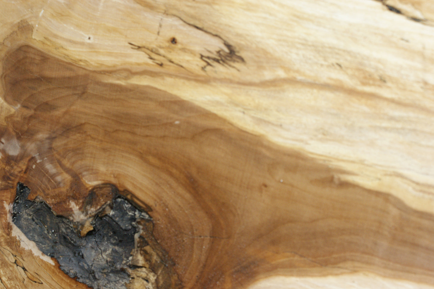 Spalted Beech (667)