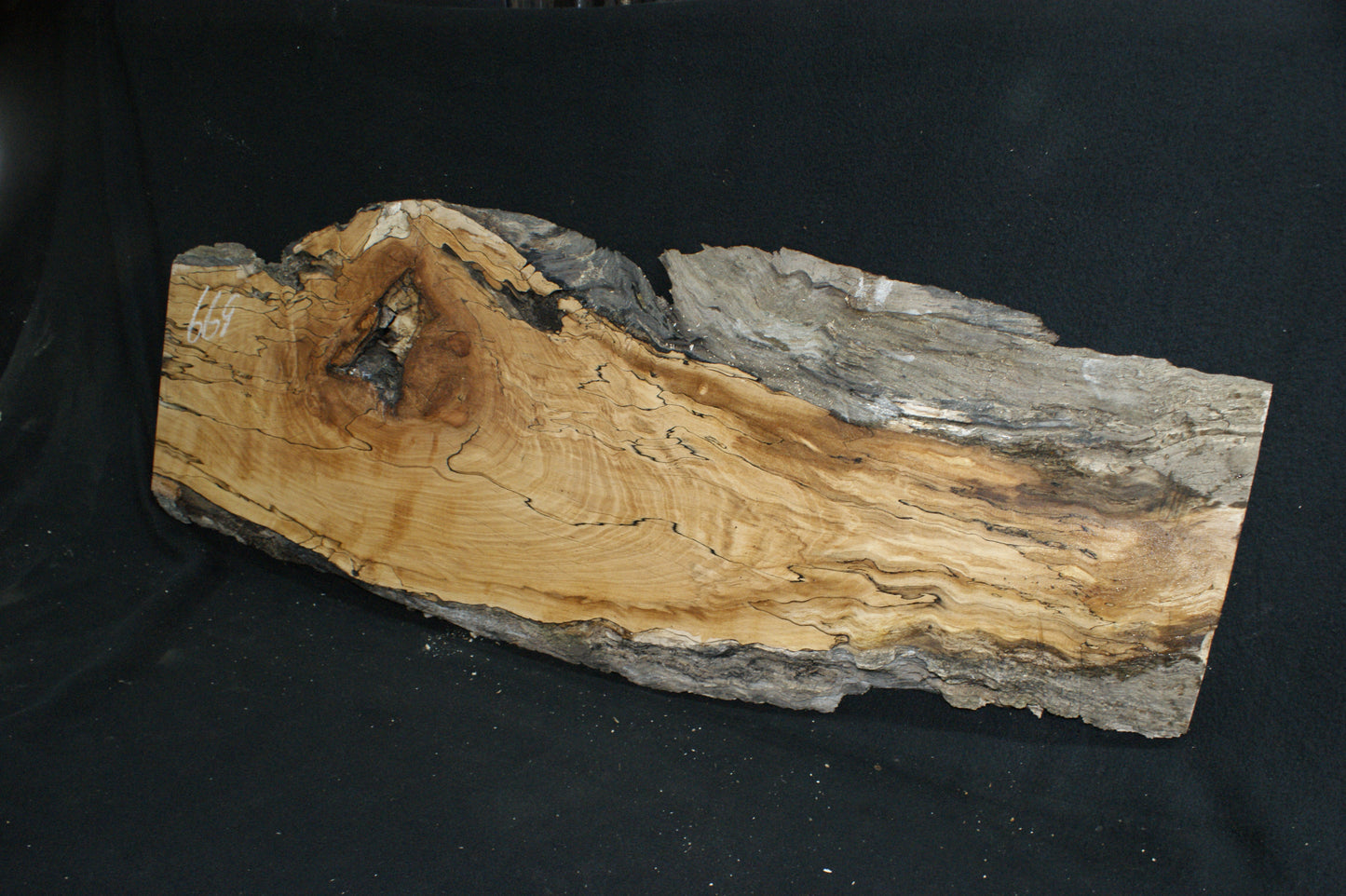 Spalted Beech (669)