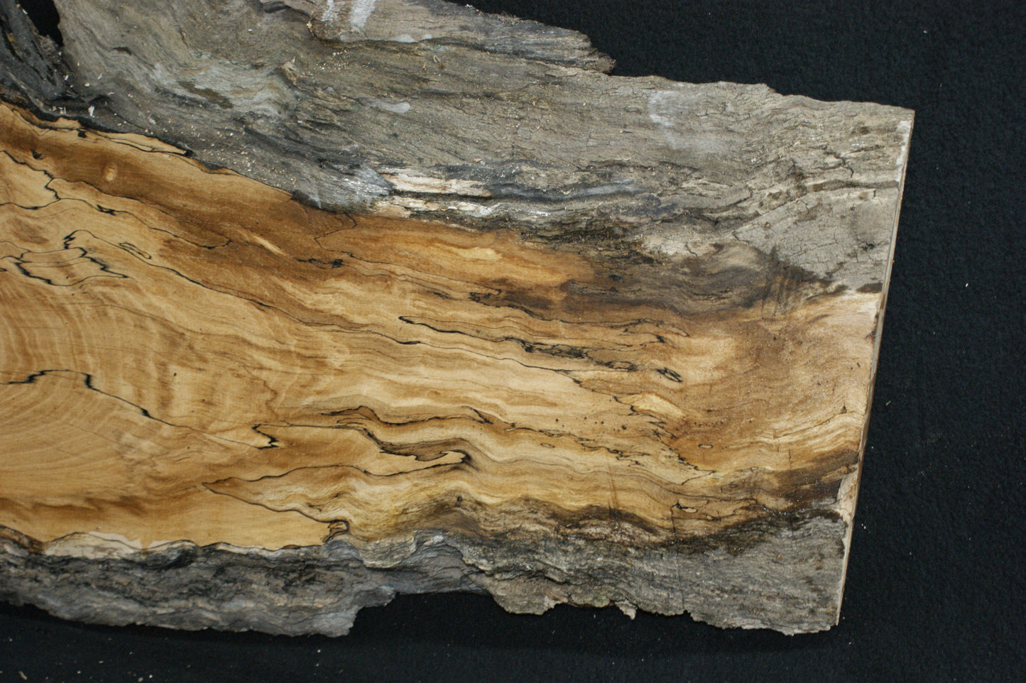 Spalted Beech (669)