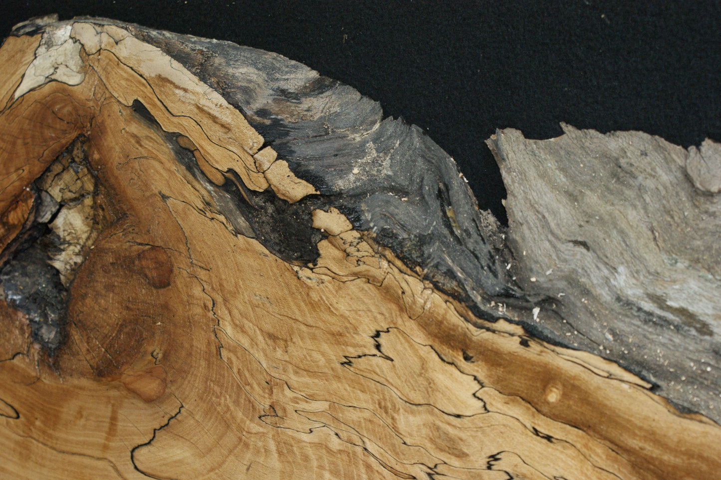 Spalted Beech (669)