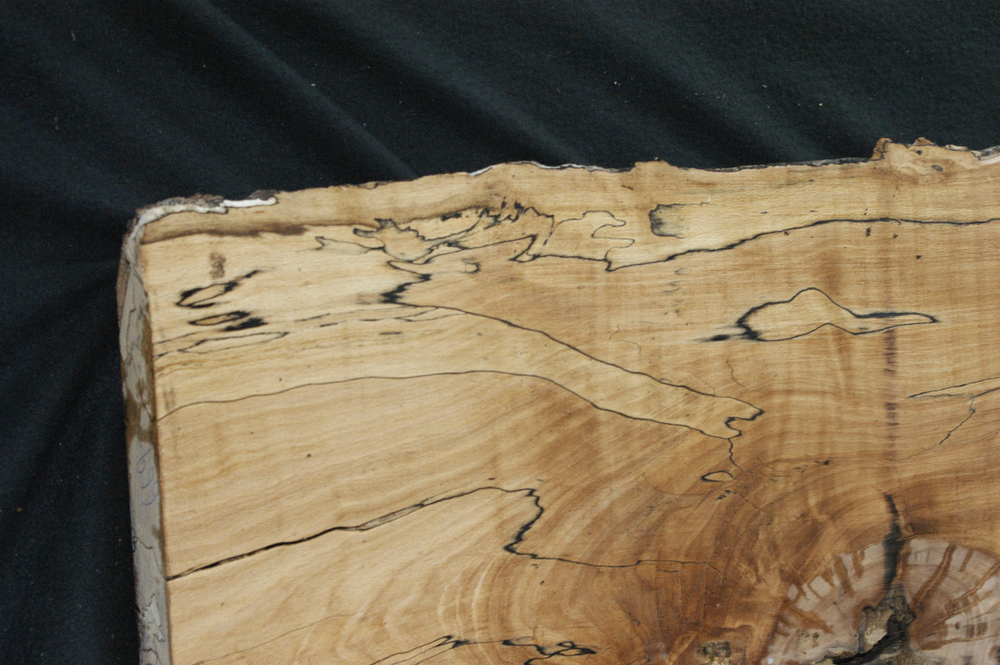 Spalted Beech (669)
