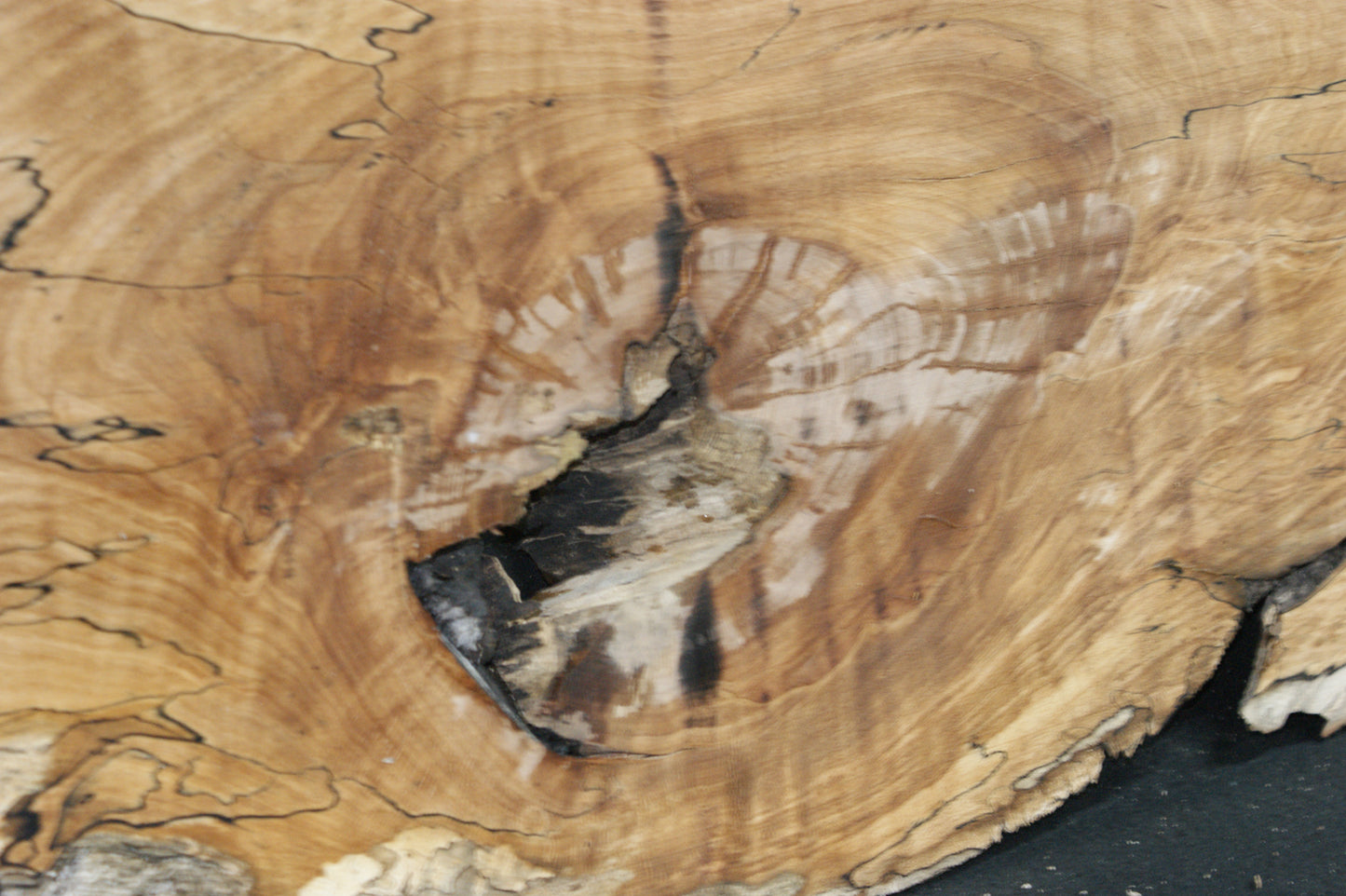 Spalted Beech (669)