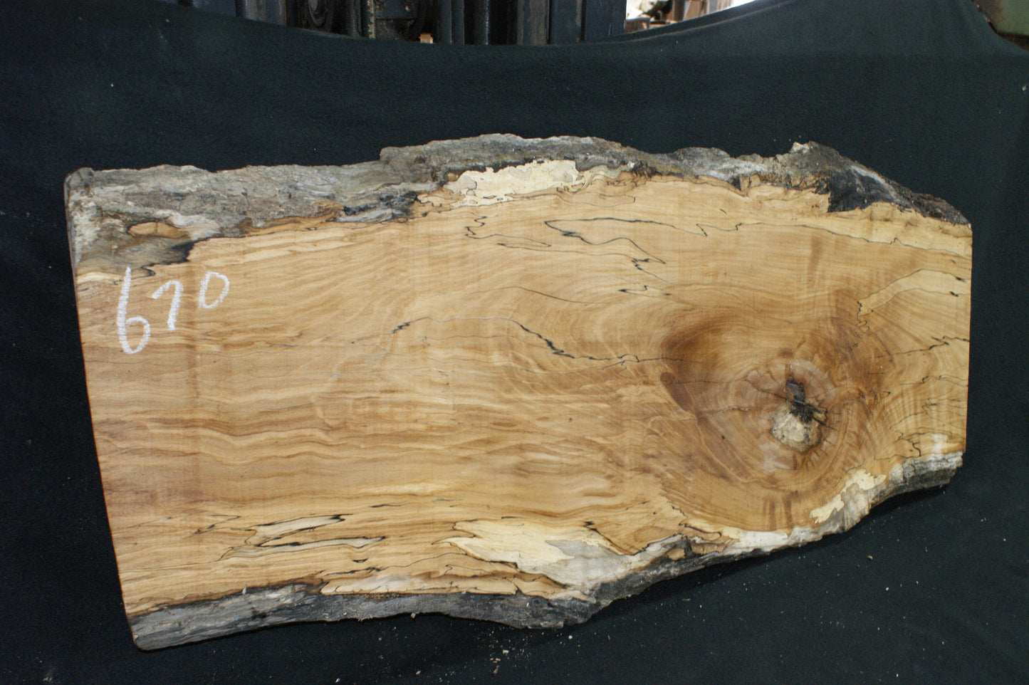 Spalted Beech (670)