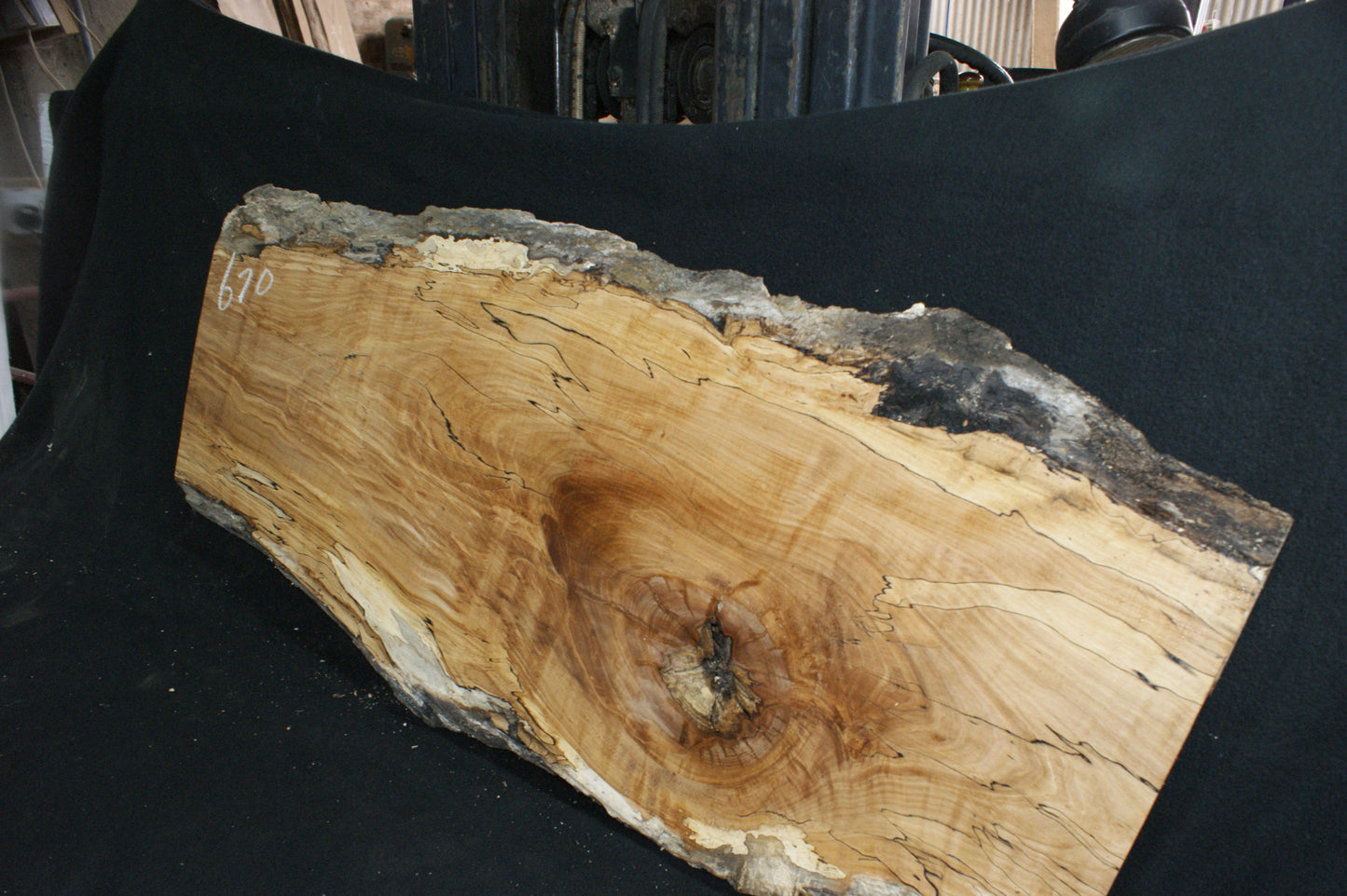 Spalted Beech (670)