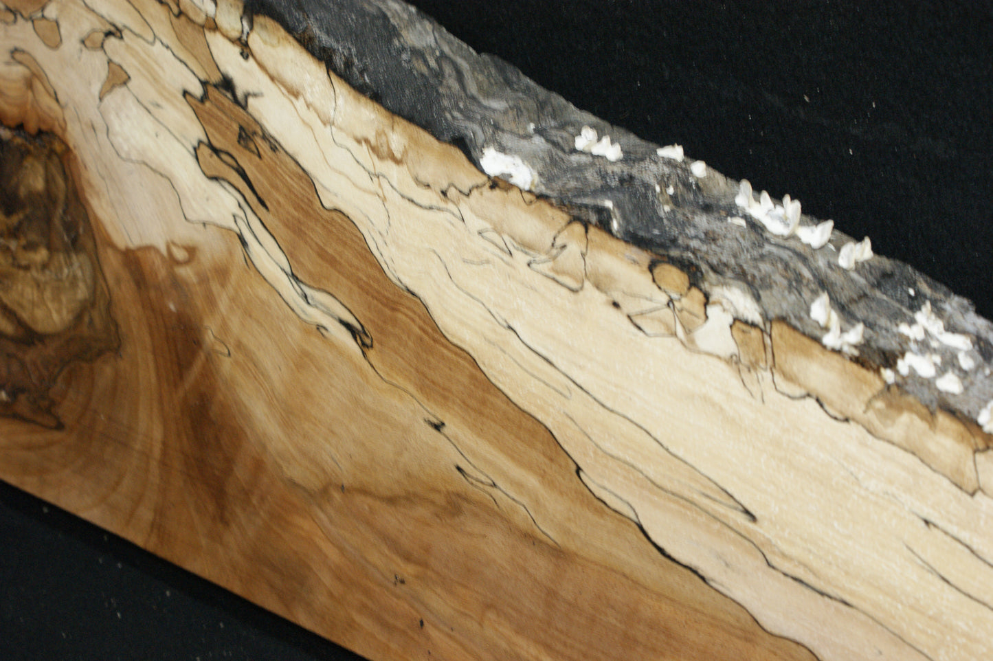 Spalted Beech (672)