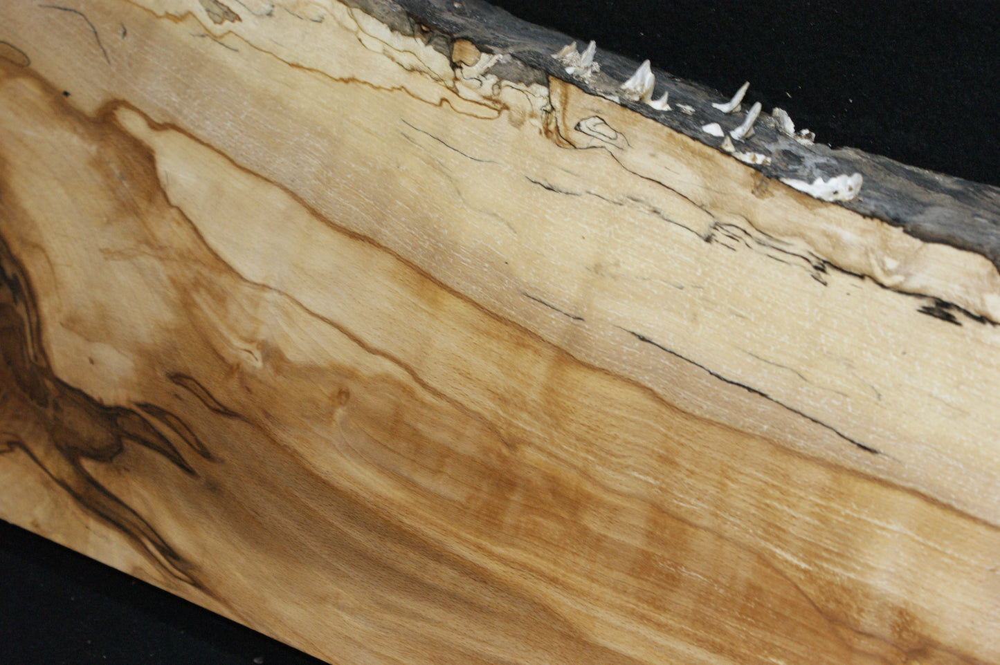 Spalted Beech (673)