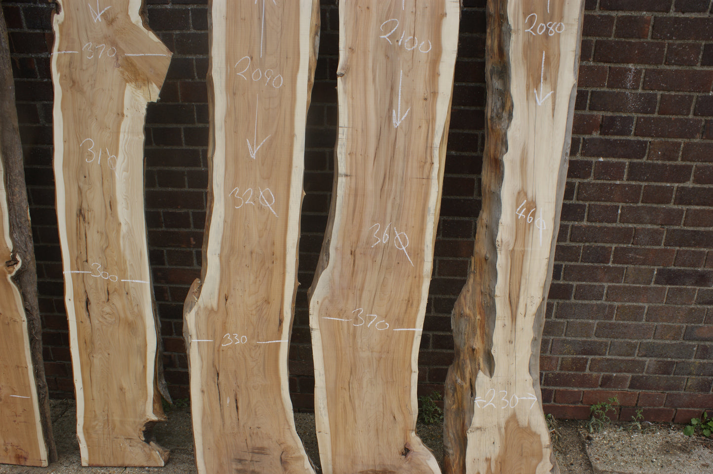 2 meter+- 31-46mm thick English Yew (787-791)