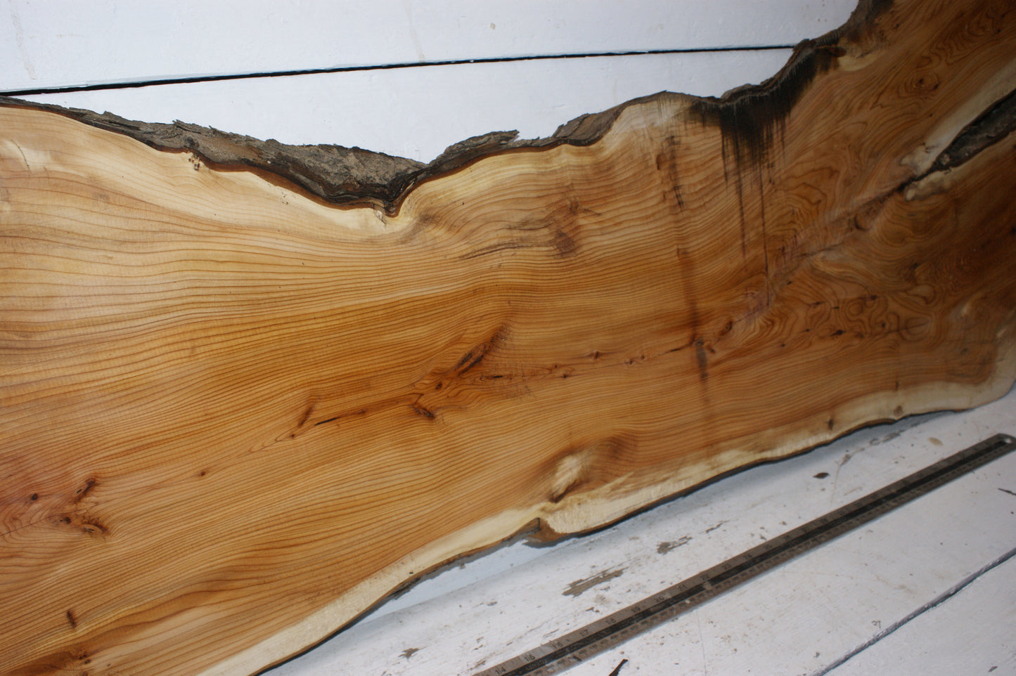 English Yew 1650 L x 555-290 W x 37 D (mm) (149)