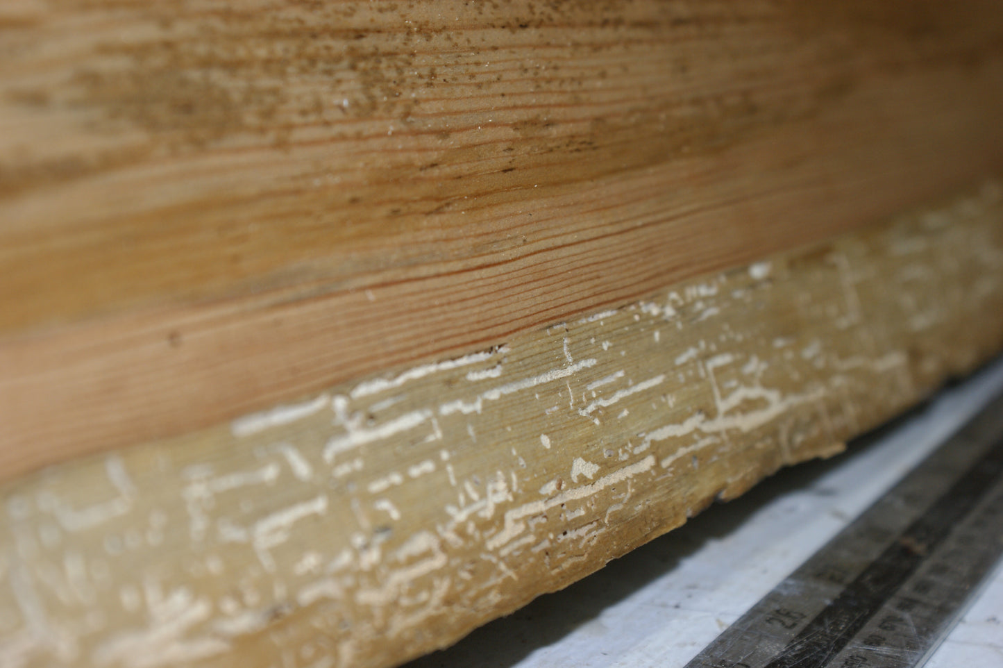 AIR DRIED LARCH, 1479 L x 235 - 214 W x 24 D (mm) SOFTWOOD (291)