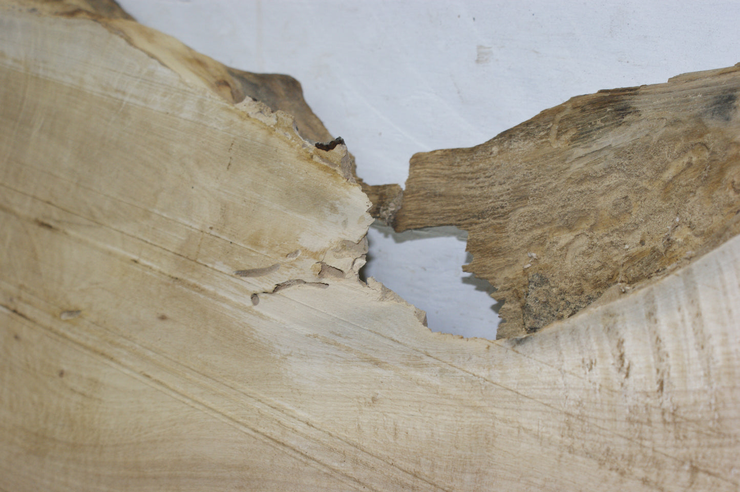 Hornbeam plank, 1395 L x 402 - 266 W x 75 D (mm) hardwood board (295)