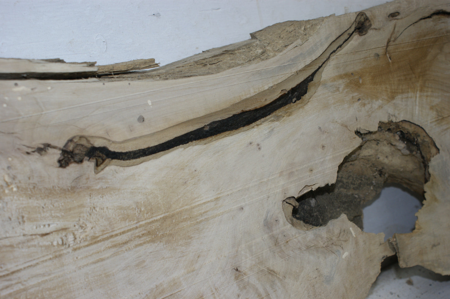 Hornbeam plank, 1395 L x 402 - 266 W x 75 D (mm) hardwood board (295)