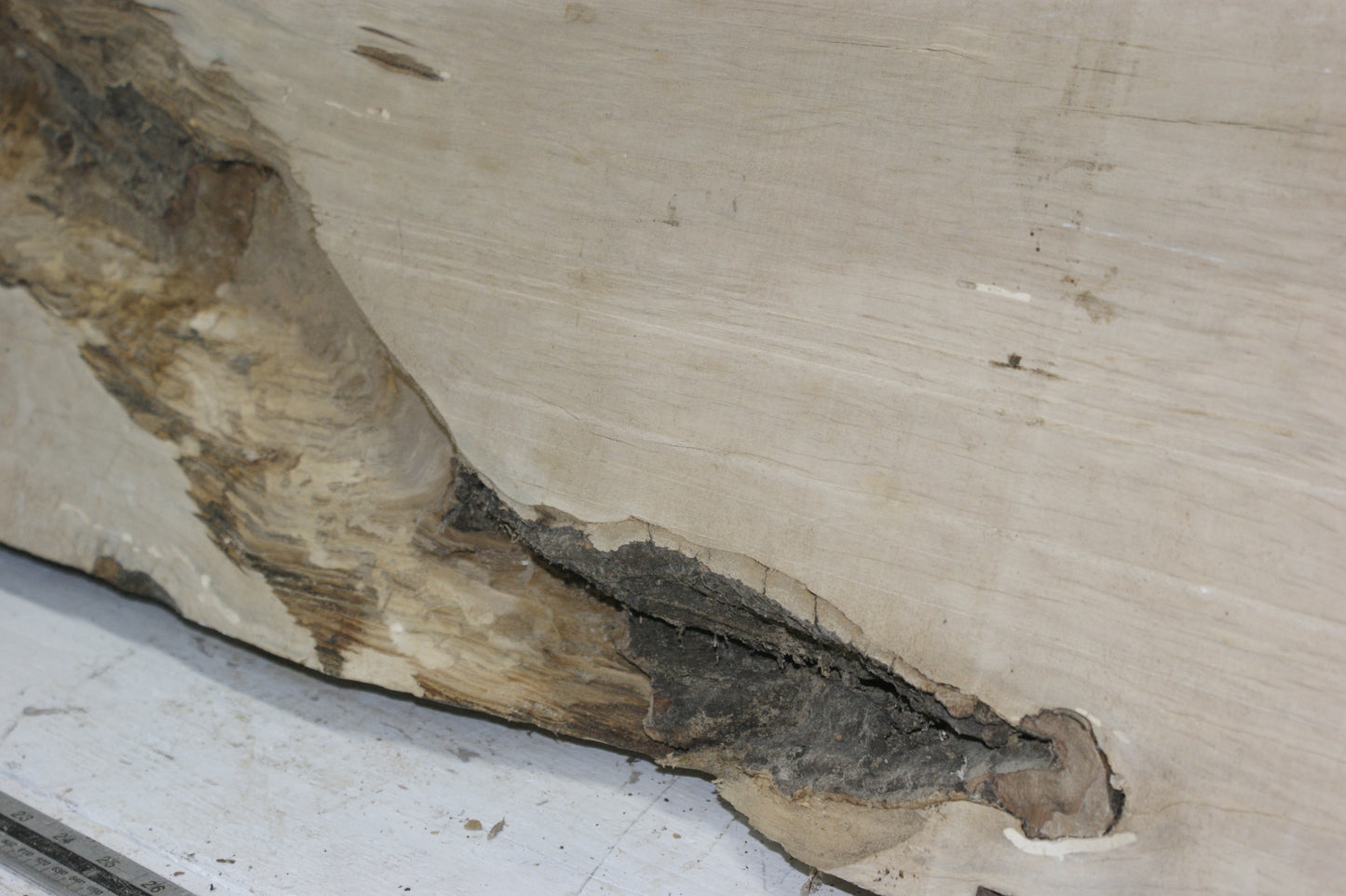 Hornbeam plank, 1198 L x 333 - 310 W x 85 D (mm) hardwood board (296)