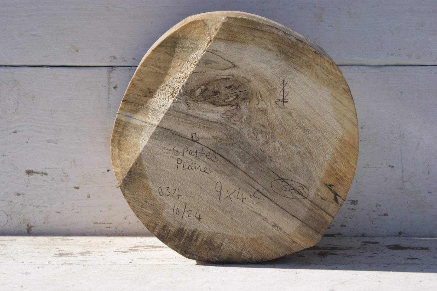 B Grade 9 1/2" x 5" Spalted London plane wood turning blank (363)
