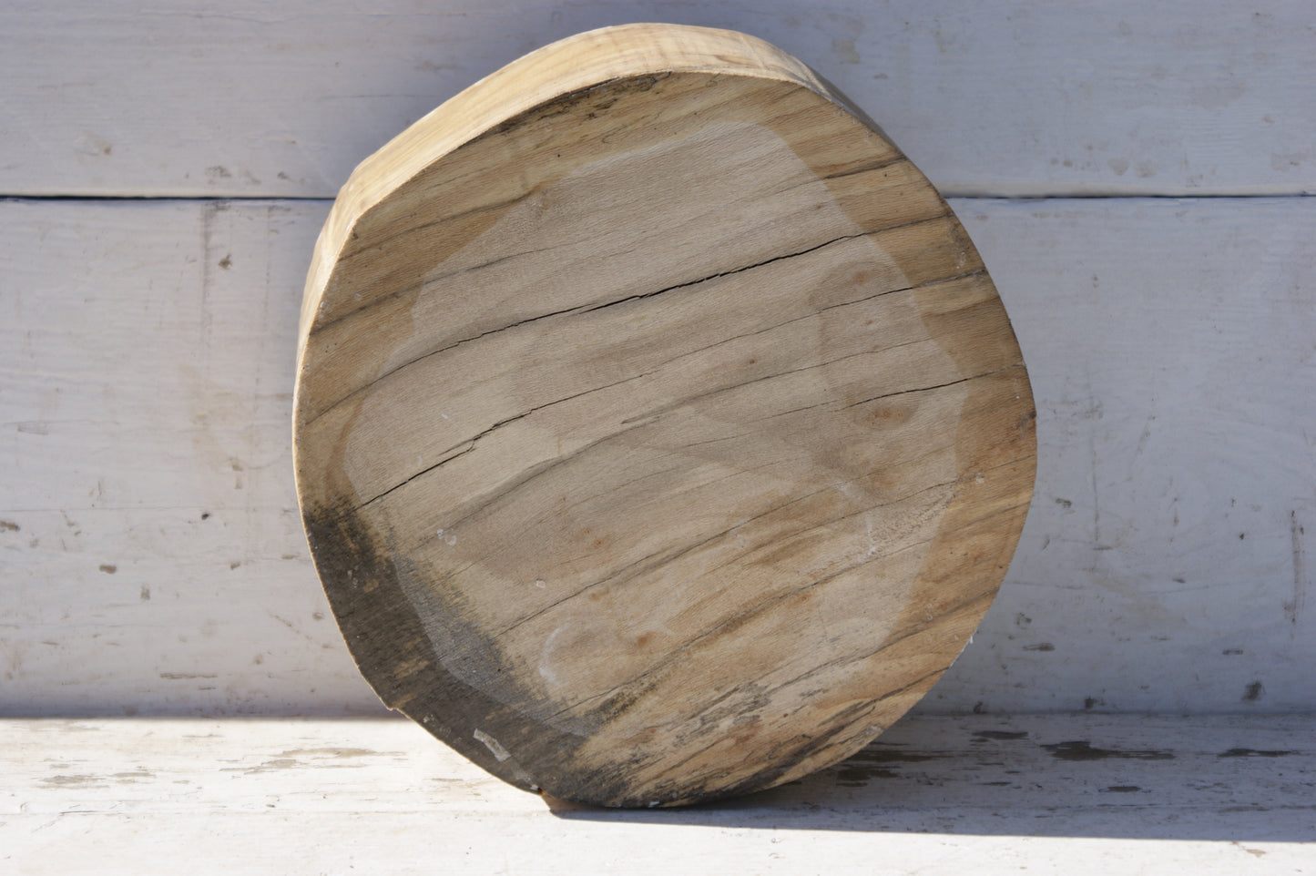 B Grade 9 1/2" x 5" Spalted London plane wood turning blank (363)