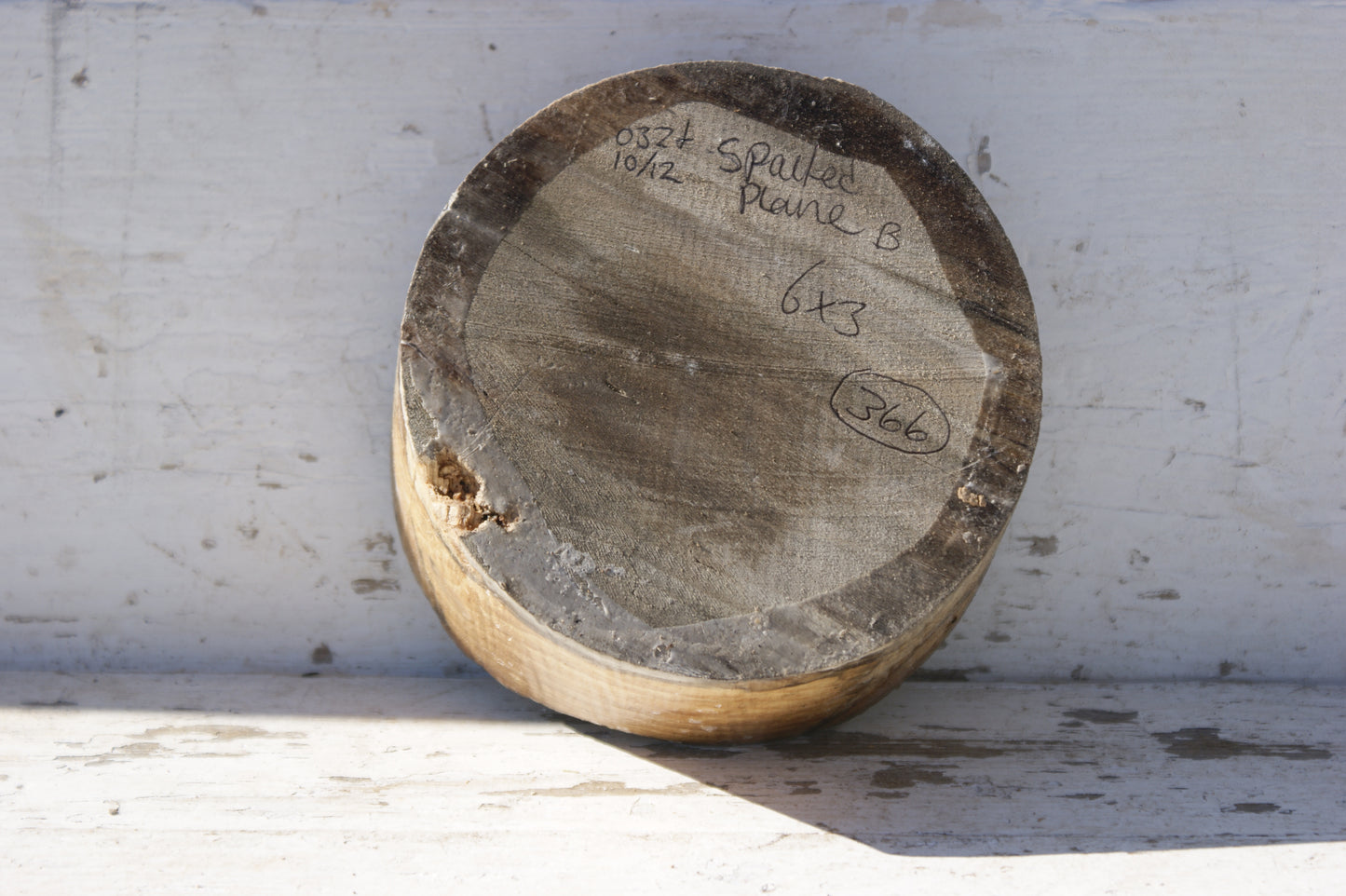 B Grade 6" x 3" Spalted London plane wood turning blank (366)