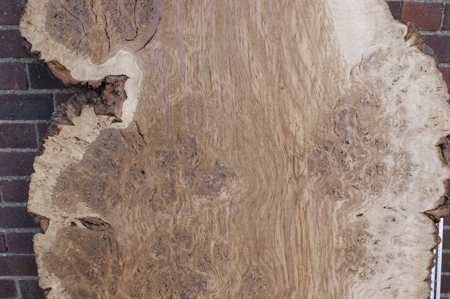 Brown Burr Oak Slab, Kiln Dried 1640 L x 940 - 410 W x 52 D mm (374)