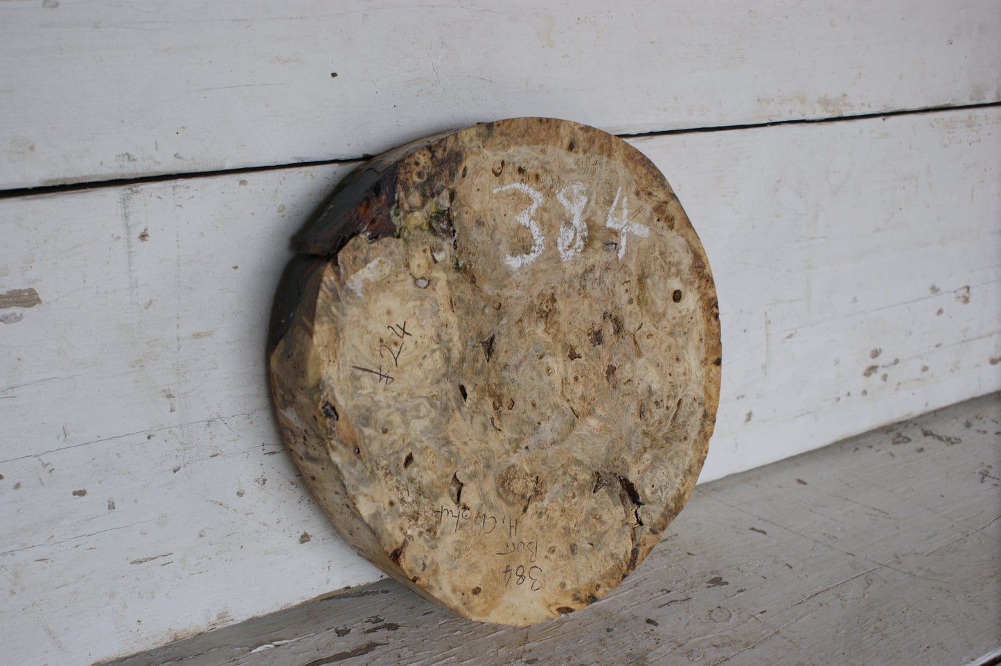 Burr Horse Chestnut wood turning blank 9 W x 1 3/4 D Inches (384)