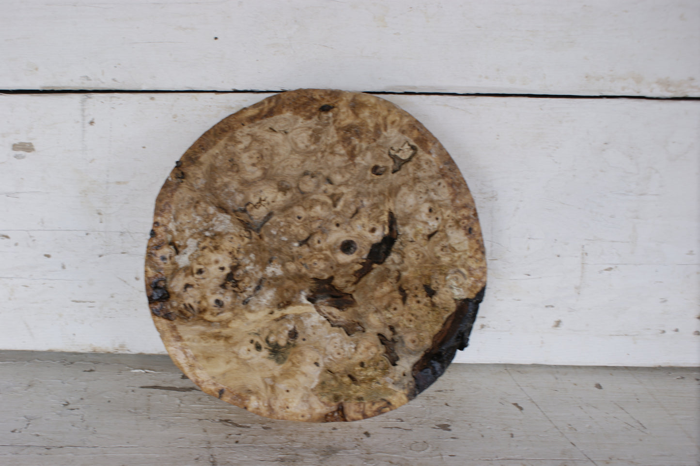 Burr Horse Chestnut wood turning blank 9 W x 1 3/4 D Inches (384)