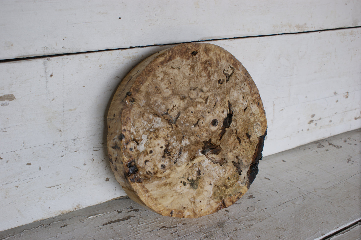 Burr Horse Chestnut wood turning blank 9 W x 1 3/4 D Inches (384)