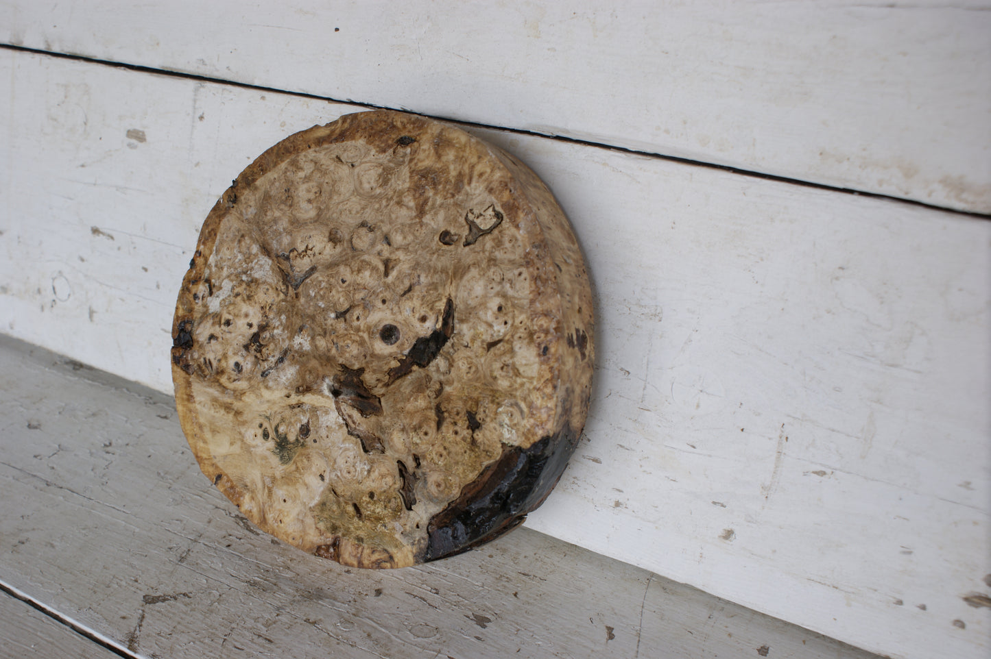 Burr Horse Chestnut wood turning blank 9 W x 1 3/4 D Inches (384)