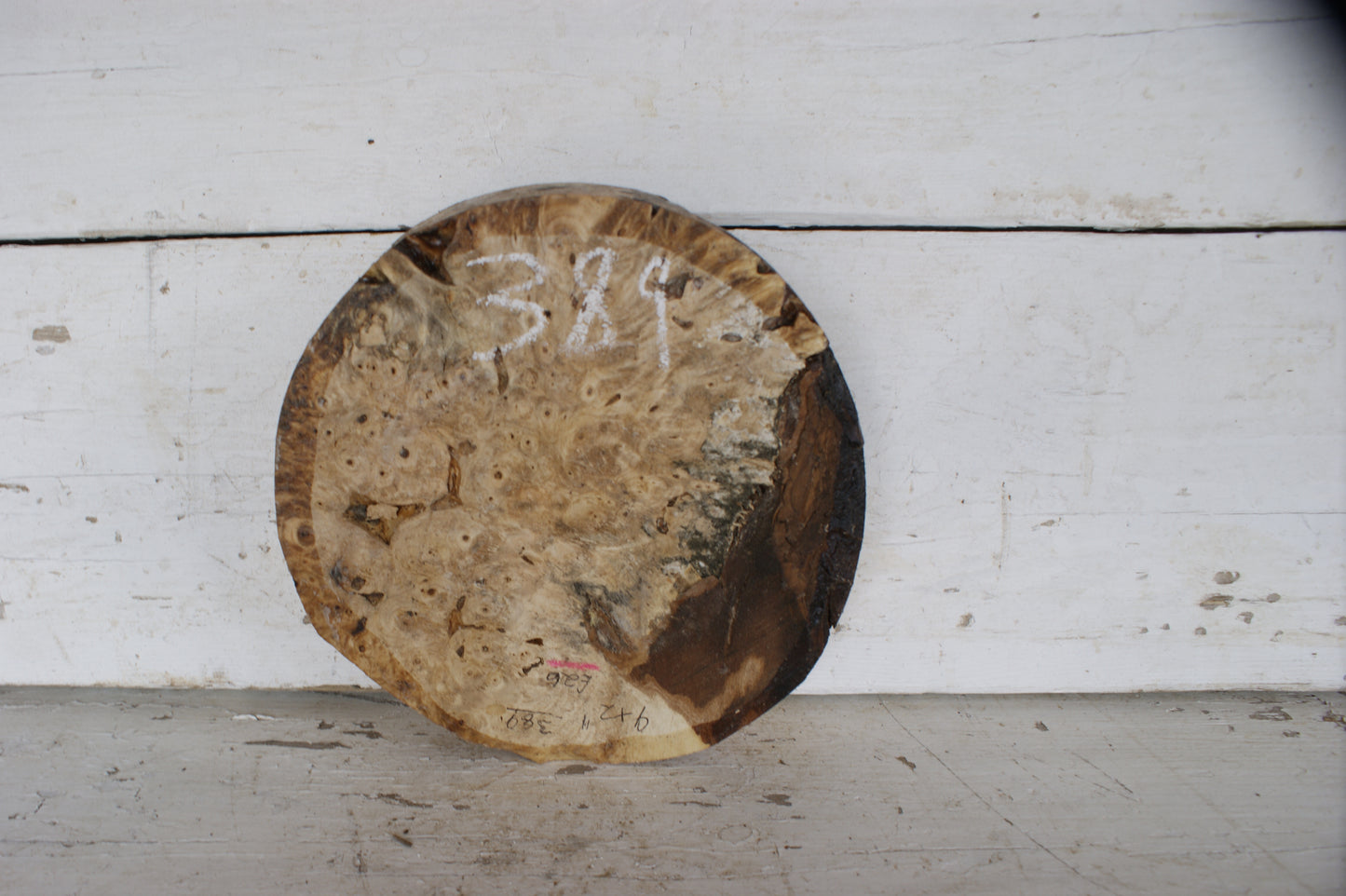 Burr Horse Chestnut wood turning blank 9 W x 2 D Inches (389)