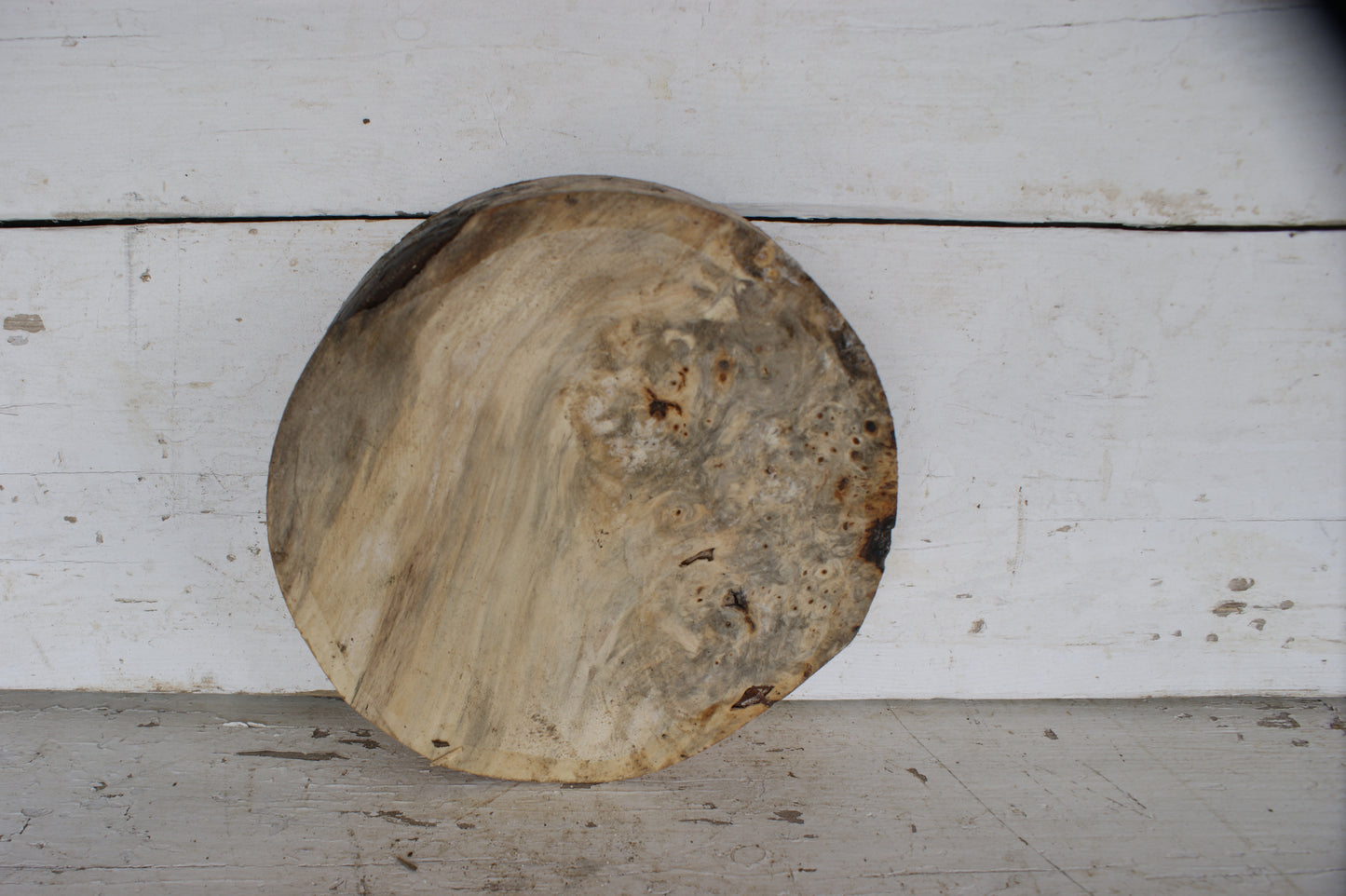 Burr Horse Chestnut wood turning blank 9 W x 2 D Inches (389)