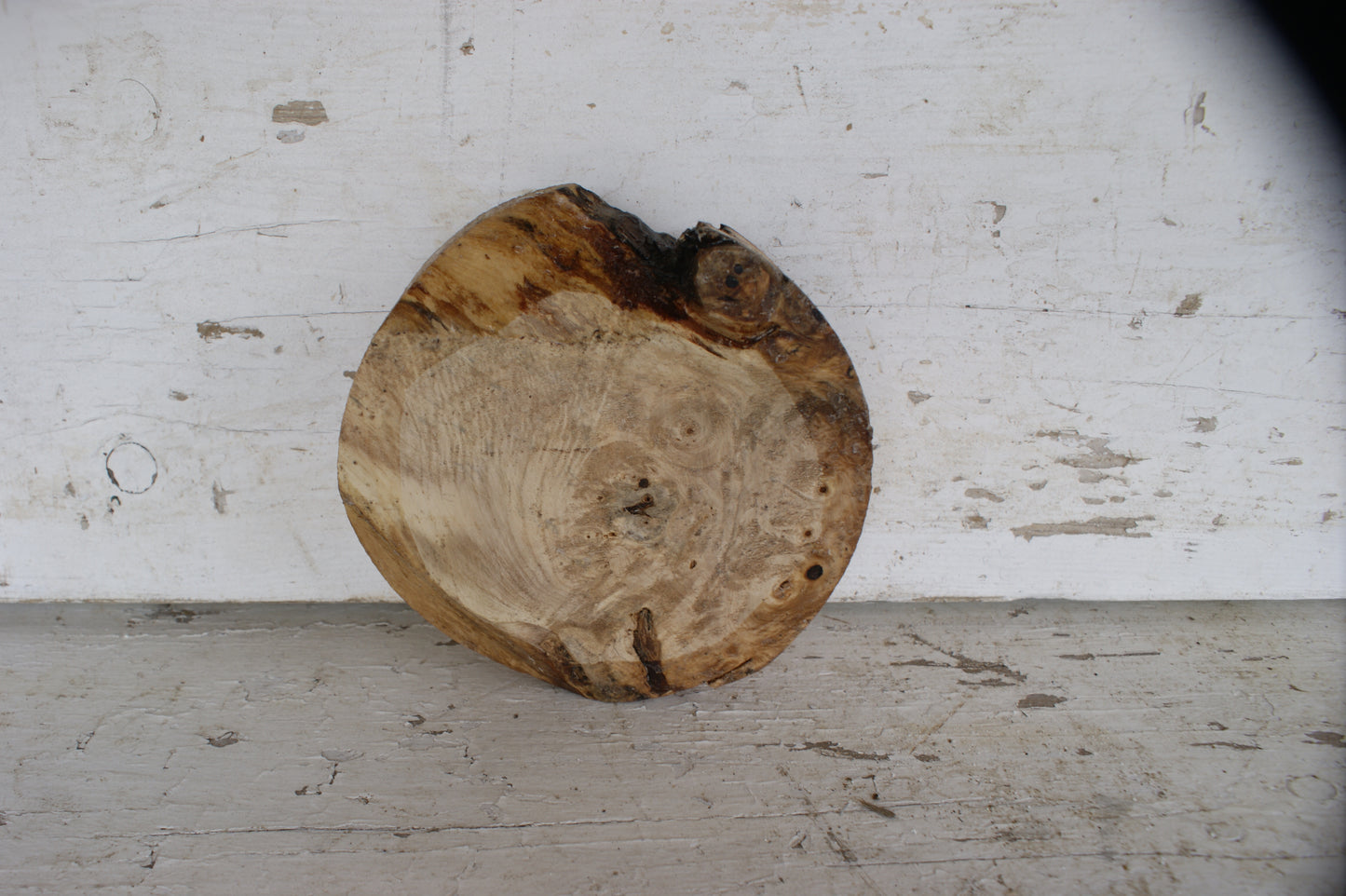 Burr Horse Chestnut wood turning blank 6 W x 2 D Inches (390)