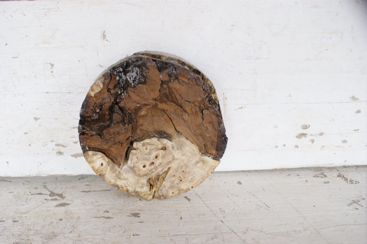 Burr Horse Chestnut wood turning blank 6 W x 2 D Inches (395)
