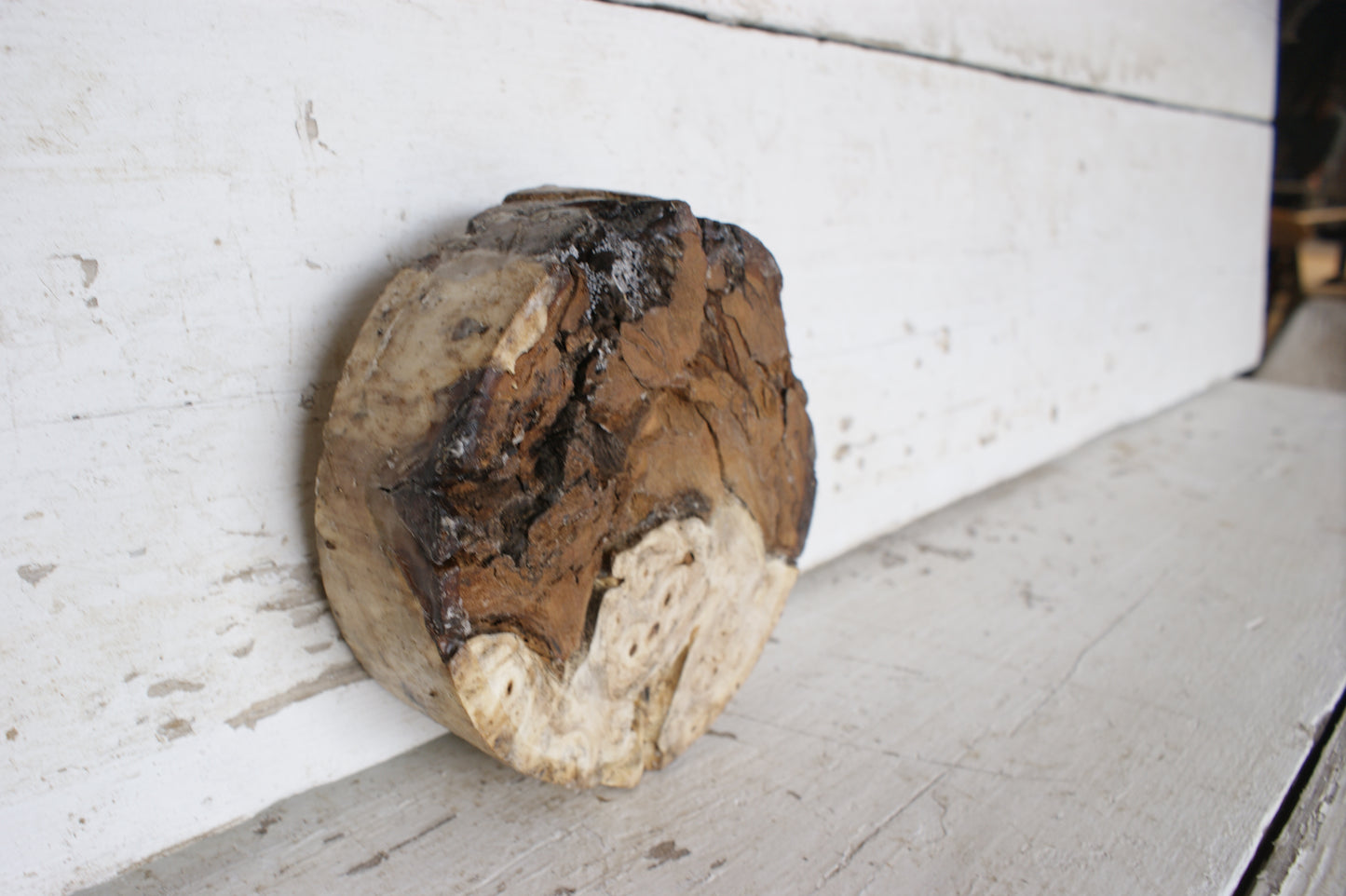 Burr Horse Chestnut wood turning blank 6 W x 2 D Inches (395)