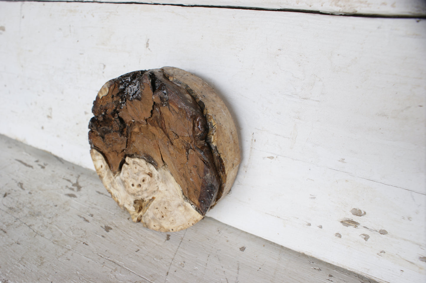 Burr Horse Chestnut wood turning blank 6 W x 2 D Inches (395)