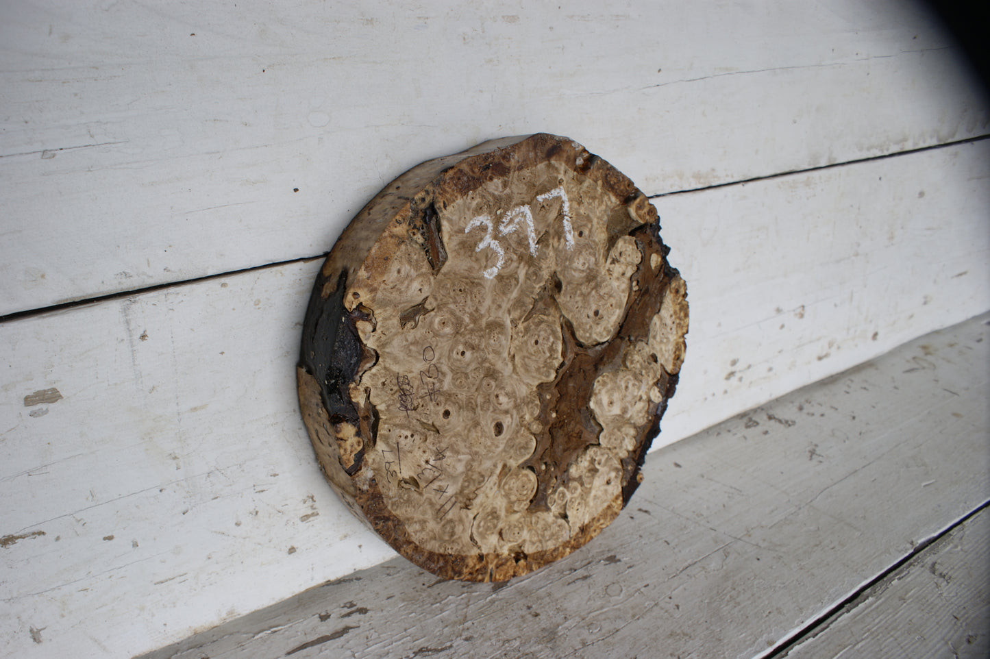 Burr Horse Chestnut wood turning blank 11 W x 1 3/4 D Inches (397)