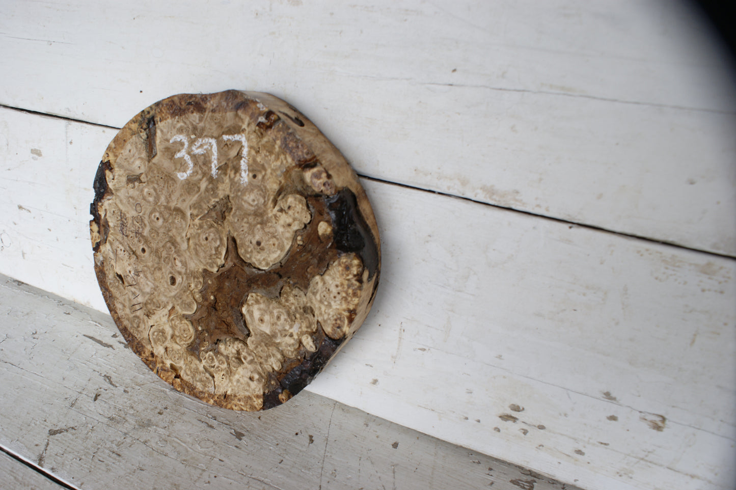 Burr Horse Chestnut wood turning blank 11 W x 1 3/4 D Inches (397)