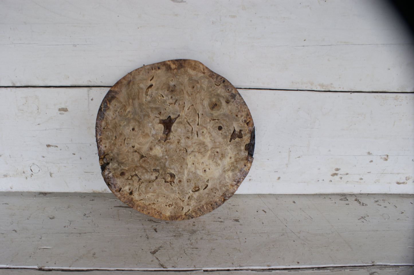 Burr Horse Chestnut wood turning blank 11 W x 1 3/4 D Inches (397)