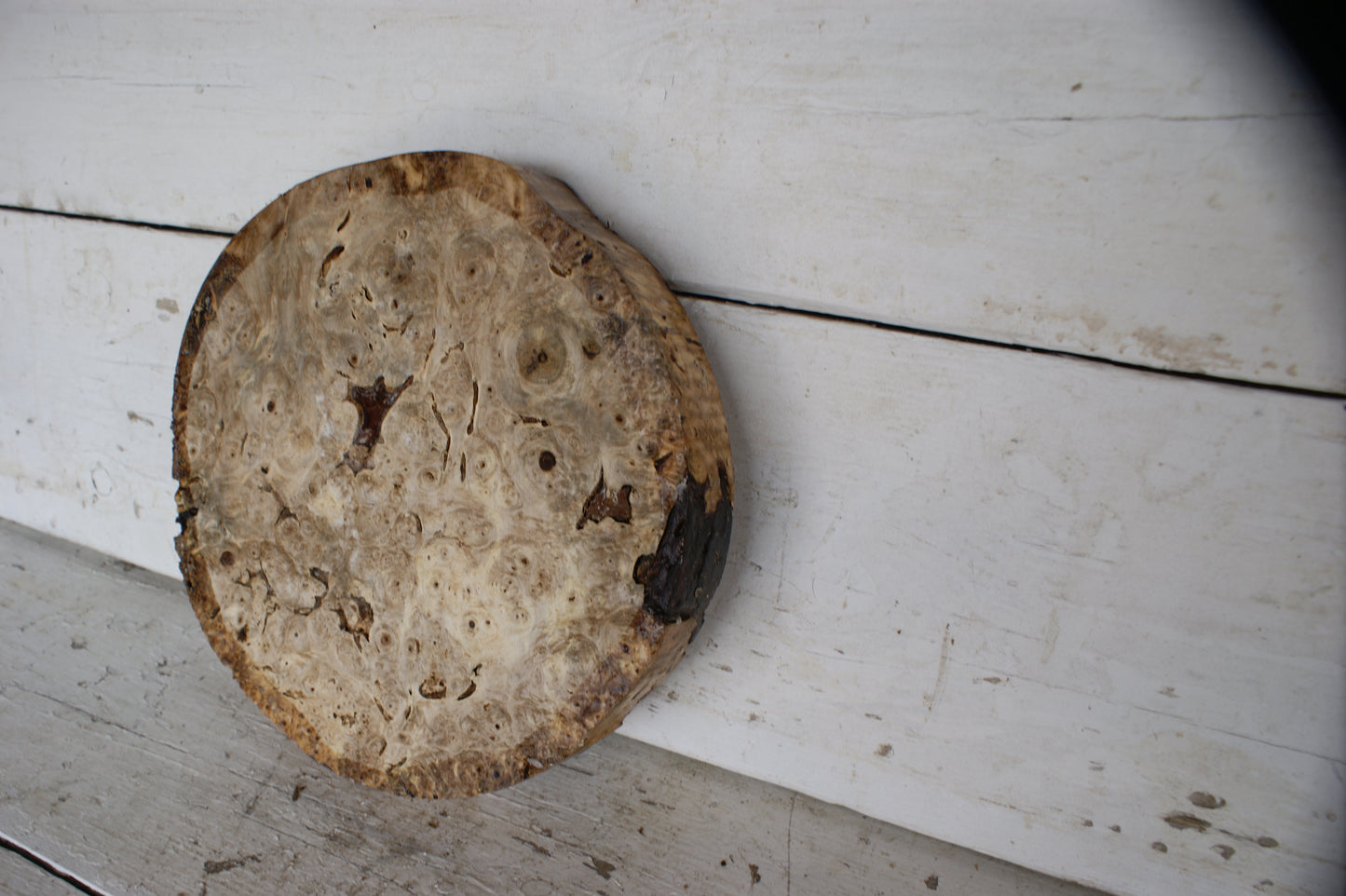 Burr Horse Chestnut wood turning blank 11 W x 1 3/4 D Inches (397)