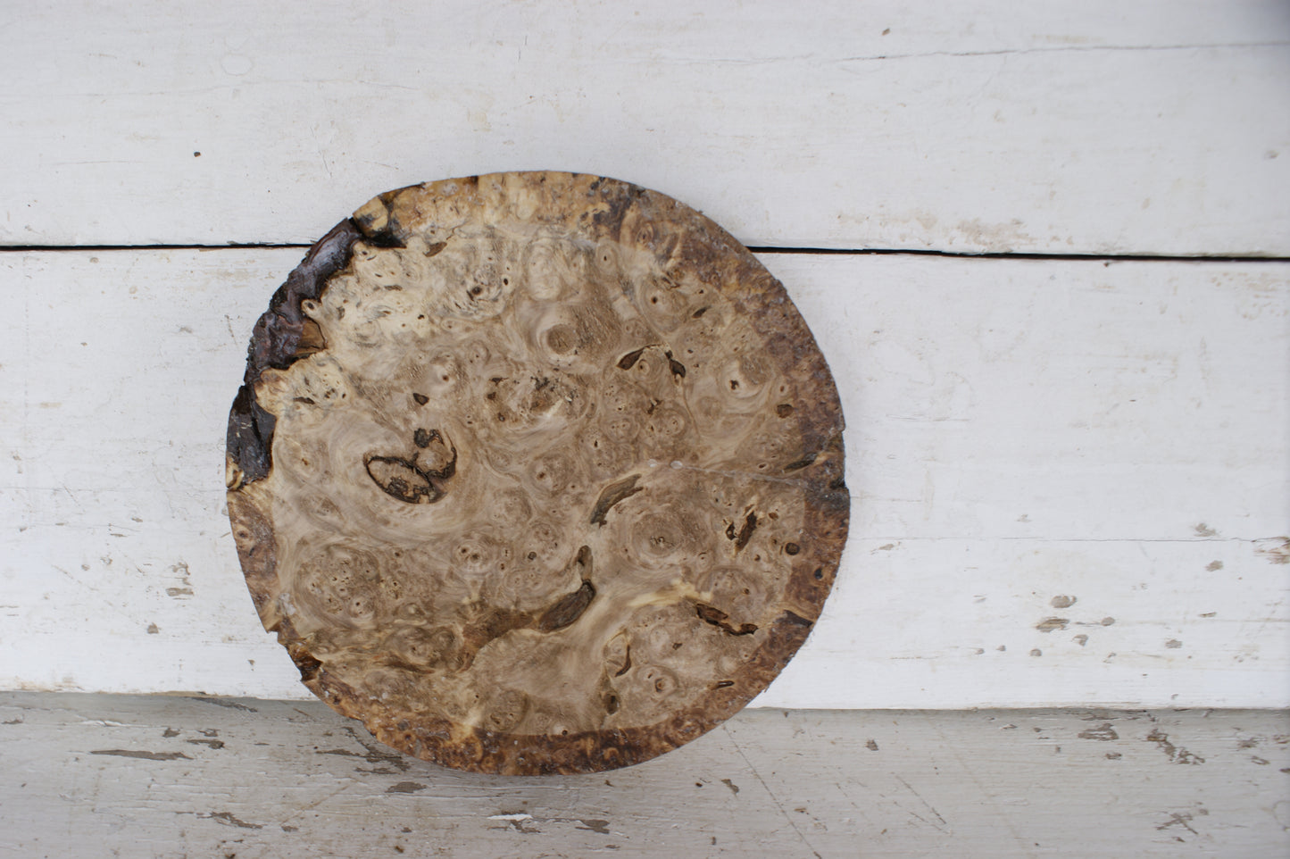 Burr Horse Chestnut wood turning blank 10 W x 2 D Inches (398)