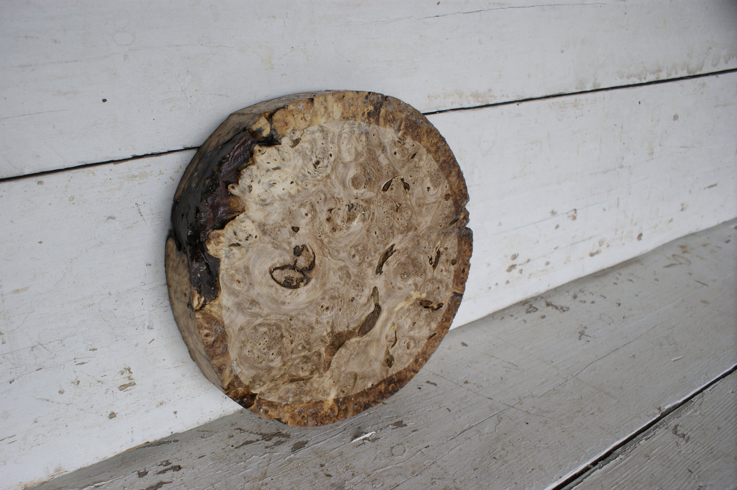 Burr Horse Chestnut wood turning blank 10 W x 2 D Inches (398)