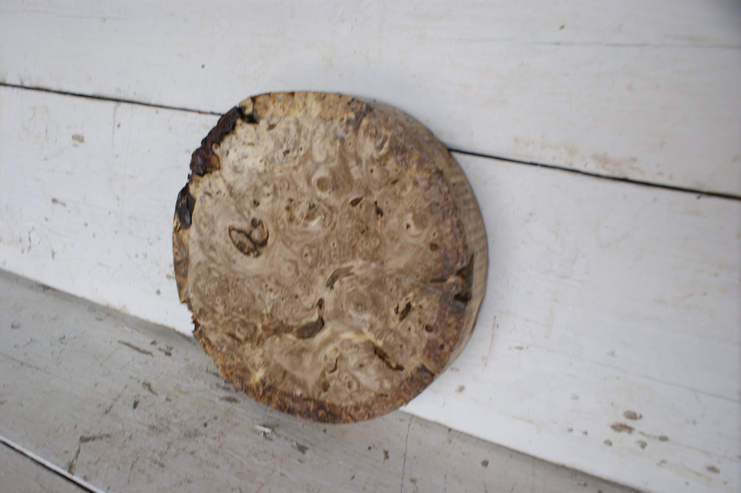 Burr Horse Chestnut wood turning blank 10 W x 2 D Inches (398)