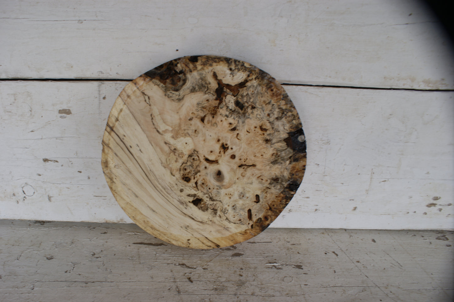 Burr Horse Chestnut wood turning blank 10 W x 1 3/4 D Inches (399)