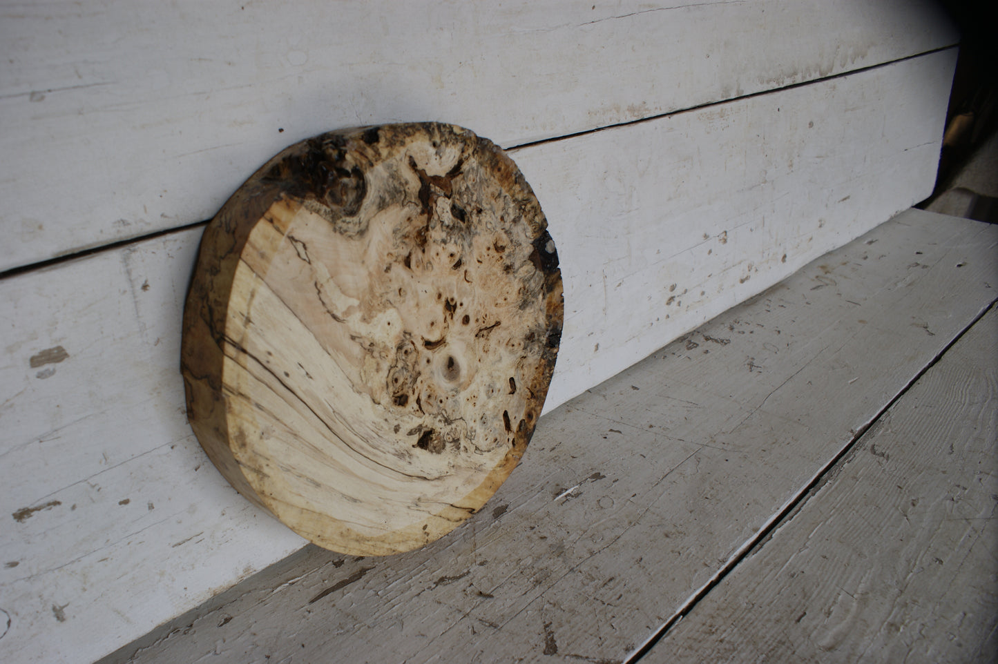 Burr Horse Chestnut wood turning blank 10 W x 1 3/4 D Inches (399)
