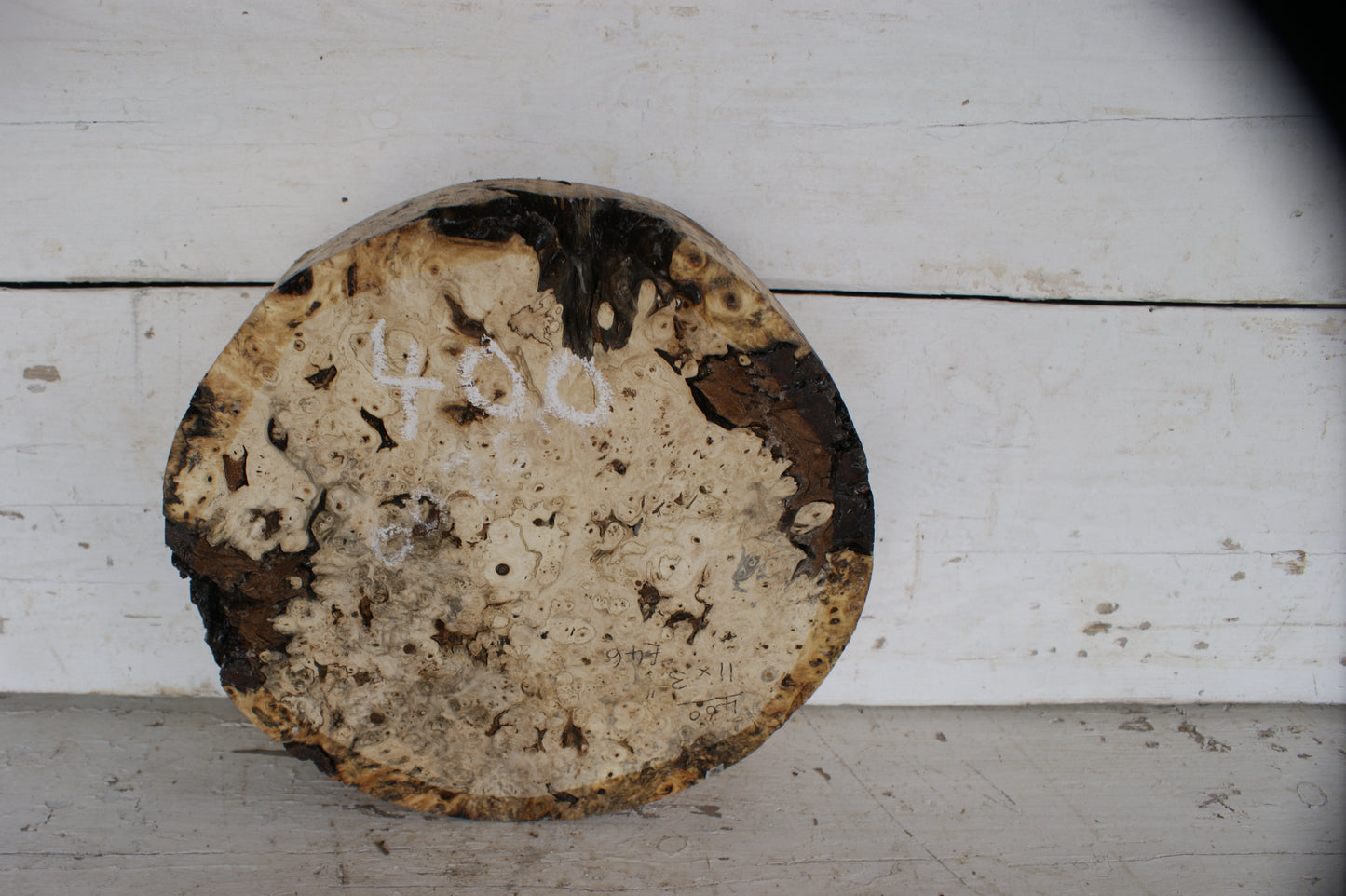 Burr Horse Chestnut wood turning blank 11 W x 3 D Inches (400)