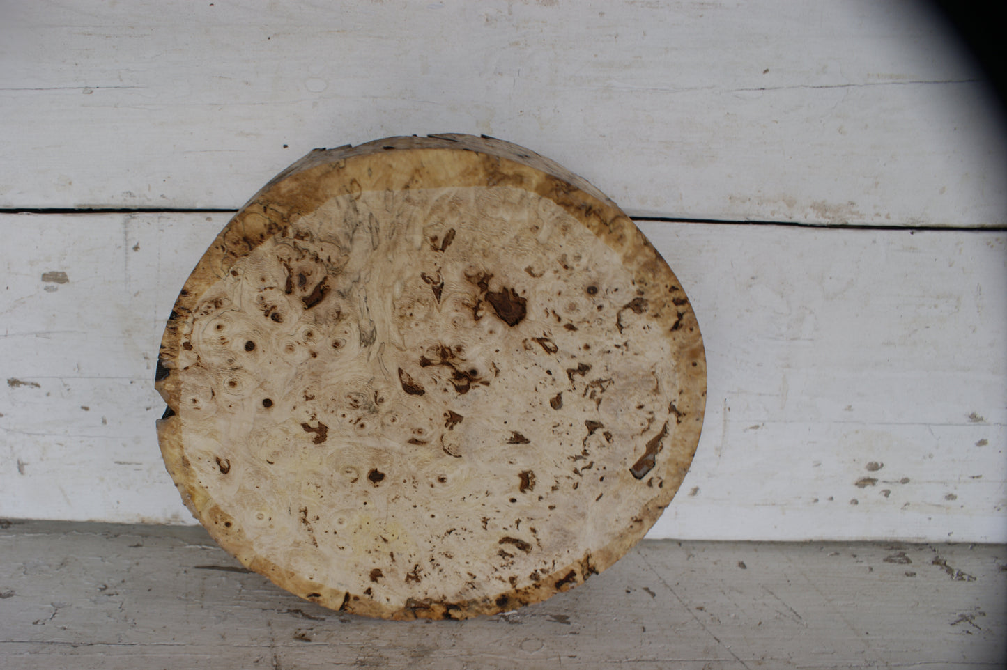 Burr Horse Chestnut wood turning blank 11 W x 3 D Inches (400)
