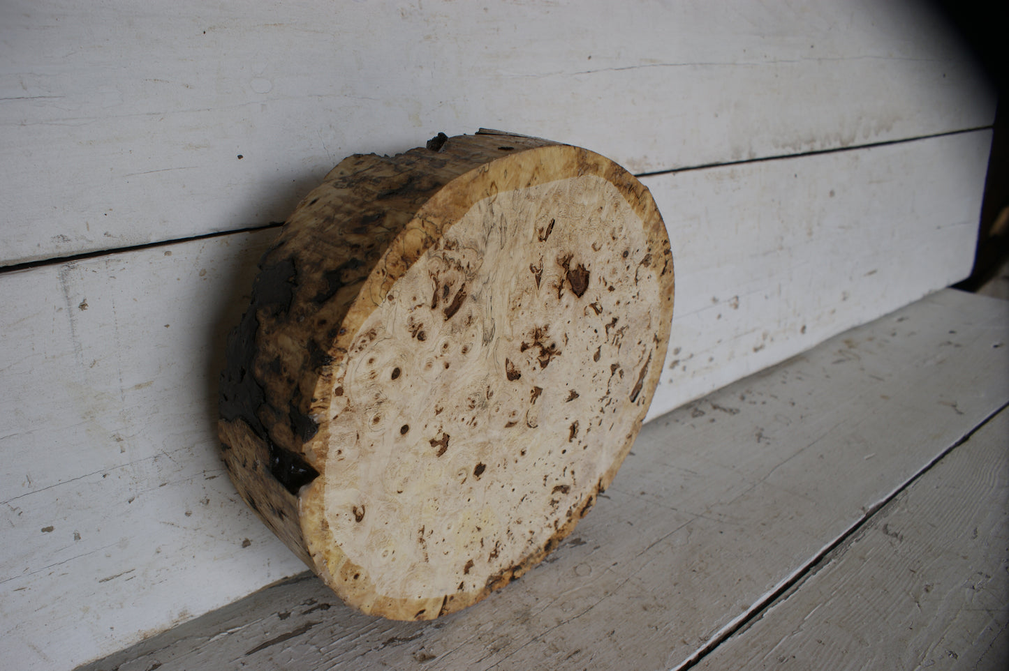 Burr Horse Chestnut wood turning blank 11 W x 3 D Inches (400)