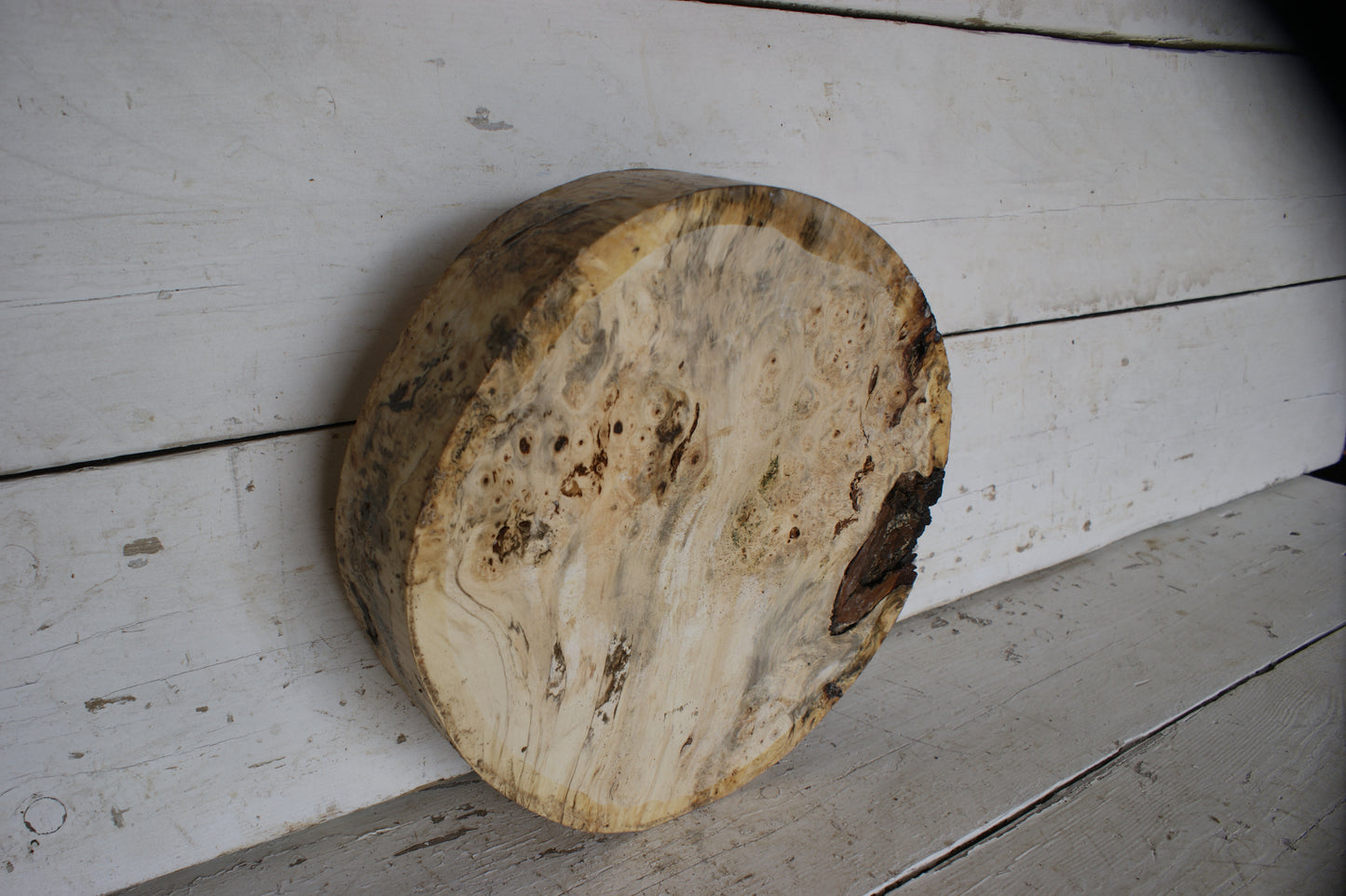 Burr Horse Chestnut wood turning blank 13 W x 3 D Inches (402)